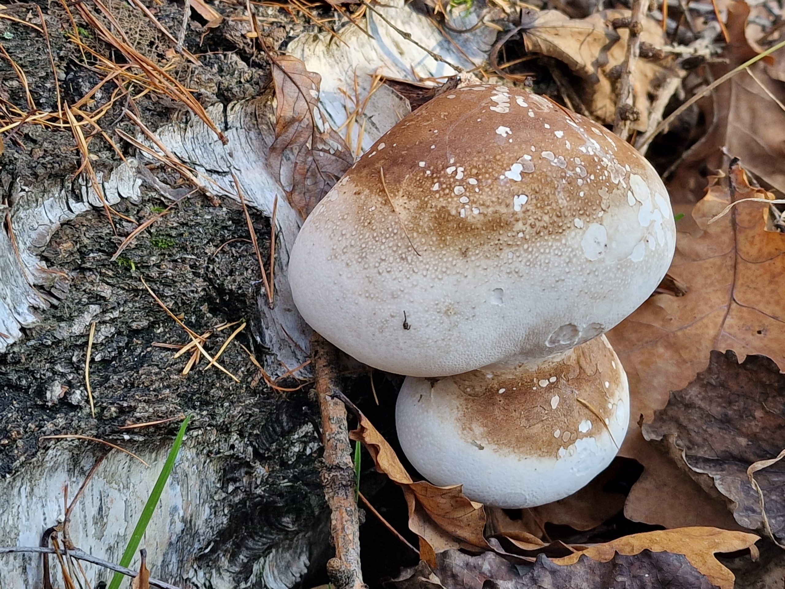 Białoporek brzozowy