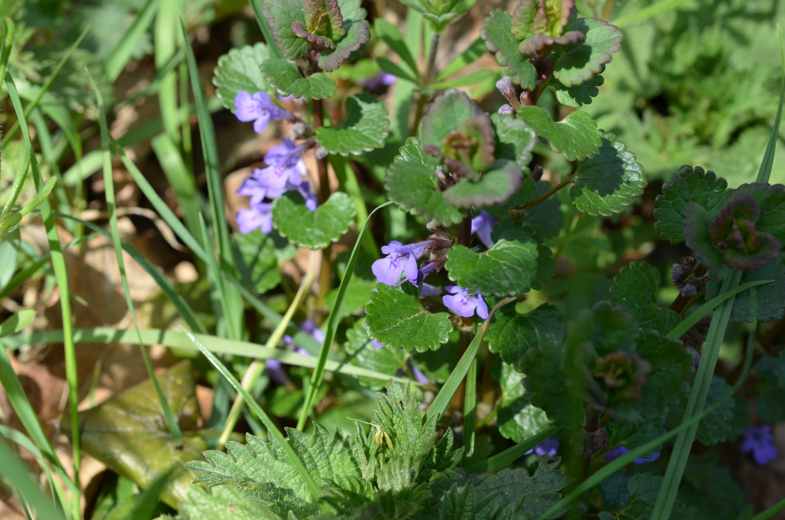 Bluszczyk kurdybanek
