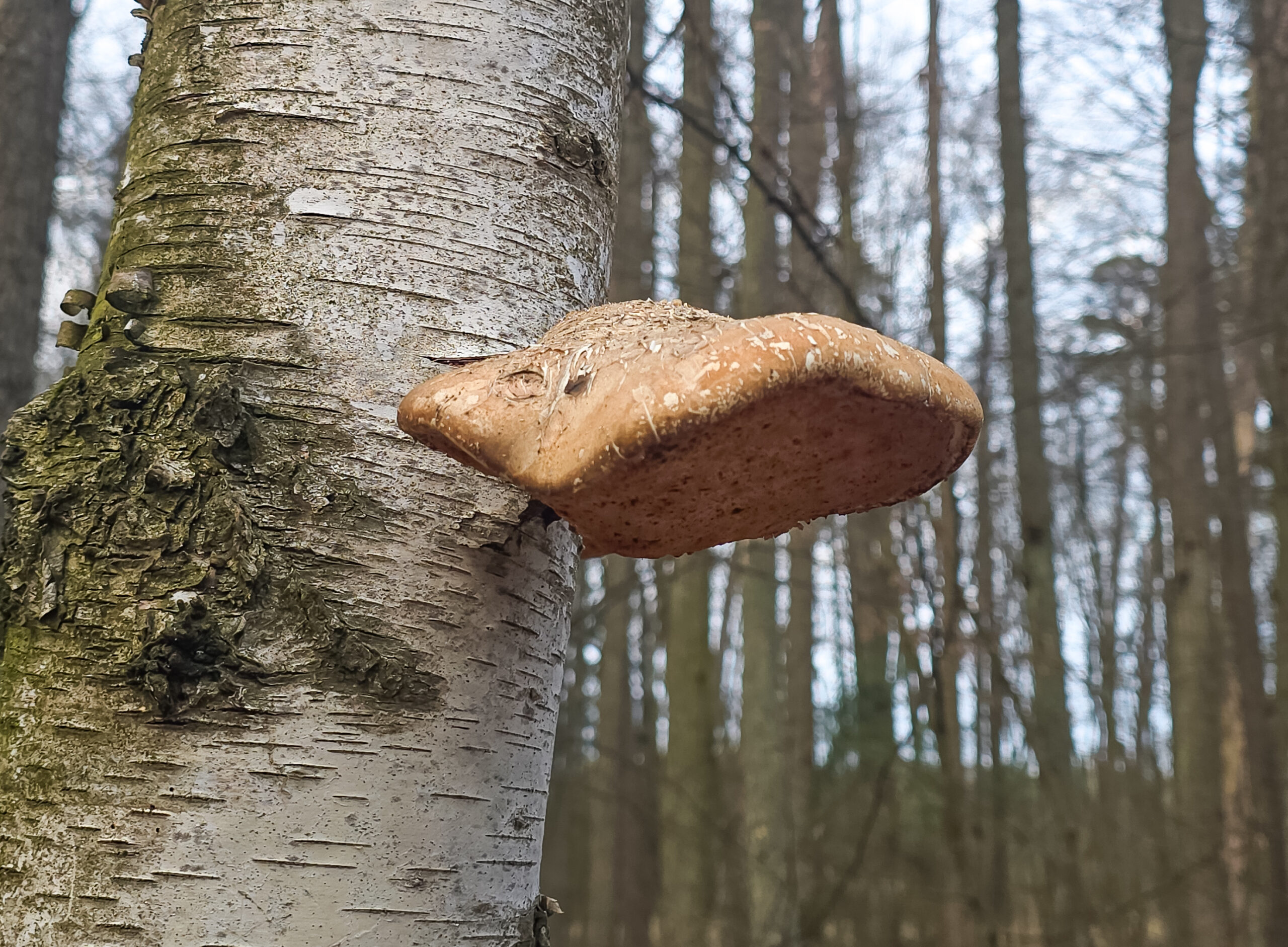 Białoporek brzozowy